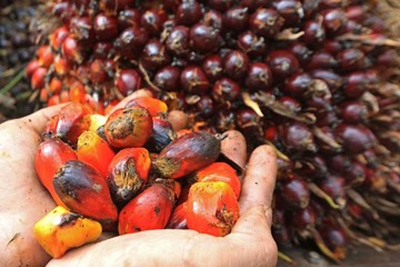 Kemitraan Kuat Jamin Harga TBS Plasma Tetap Sesuai Aturan di Mandailing Natal