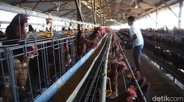 Ilustrasi peternakan ayam.Foto: M Rofiq/detikJatim)