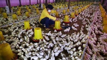 Harga Jual Ayam Broiler Anjlok Jauh di Bawah HAP, Peternak Rugi Ratusan Juta!