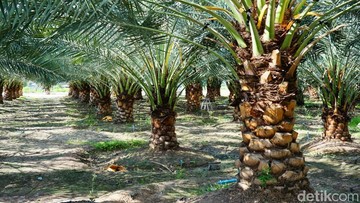 Aksi Terorganisir di Aceh Utara: Kerugian Miliaran Rupiah Hantam Kebun Sawit Milik Negara