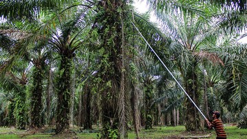 Kolaborasi Diperkuat, GAPKI Tekankan Inovasi Hadapi Deretan Tantangan Industri Kelapa Sawit Nasional