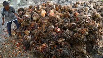 Transformasi Sawit Nasional: Koperasi Didorong Kuasai Rantai Pasok dari Kebun Hingga Minyak Goreng