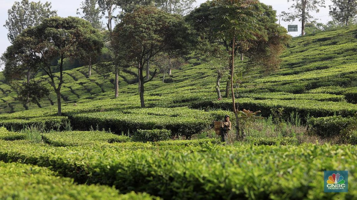 Foto: Perkebunan teh di Kawasan Pasir Jambu, Bandung, Jawa Barat (CNBC Indonesia/ Andrean Kristianto)