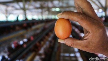 Kemendag Buka Jalur Ekspor Telur Ayam ke Singapura, Jawab Anjloknya Harga Peternak Lokal