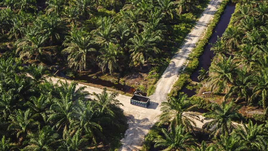 Indonesia Ambisi Jadi Pusat Riset Sawit Berkelanjutan Dunia